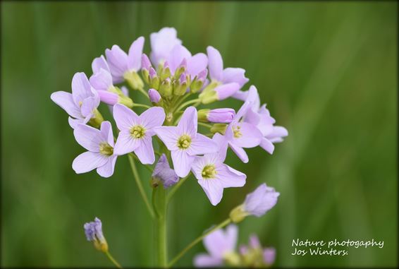 De pinksterbloemen bloeien in Dommelvallei - Peer