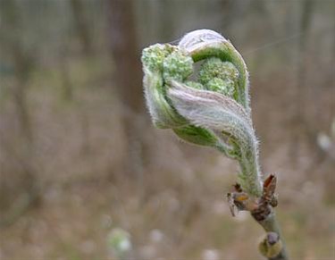 De planten zijn boos - Overpelt