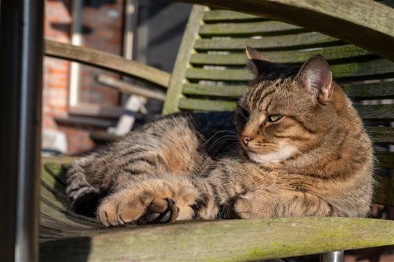 De poes bleef lekker zitten! - Hamont-Achel