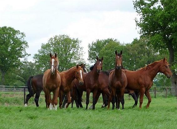 De prairies van Peer - Peer