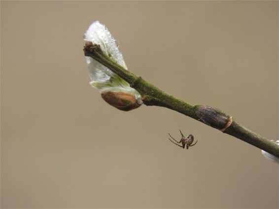 De prille lente kriebelt al een beetje - Lommel