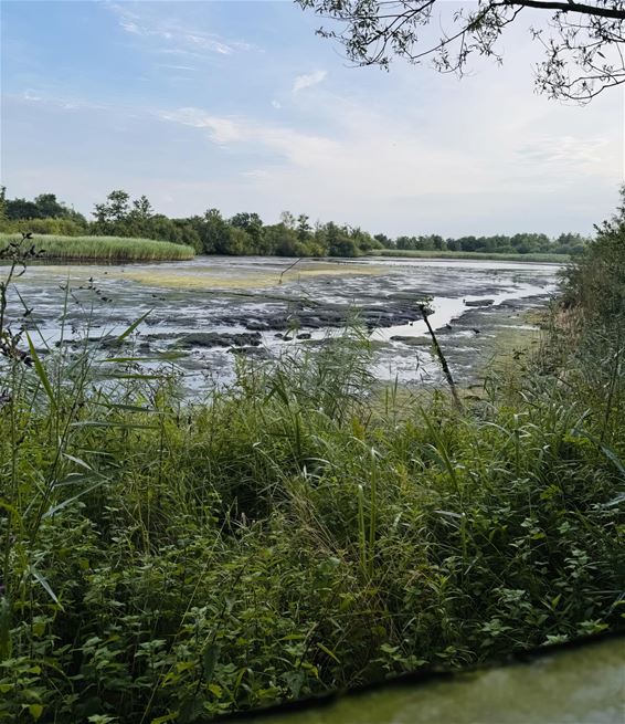 De Provincievijver is leeg - Pelt