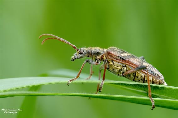 De ribbelboktor is terug - Hamont-Achel