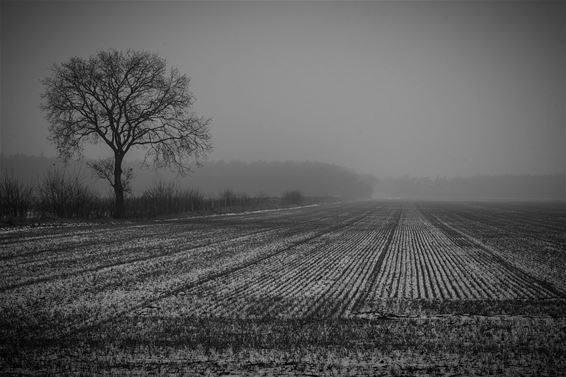 De Riebosserheide - Lommel