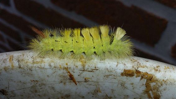 De rups met de kwastjes - Overpelt