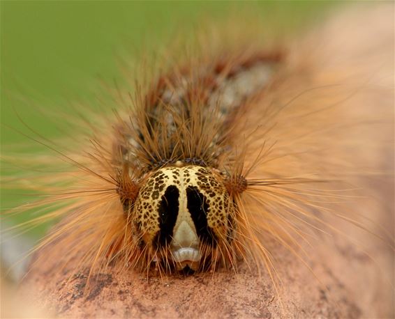 De rups van de plakker - Overpelt