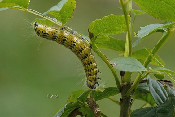 De rups van de wapendrager - Hamont-Achel