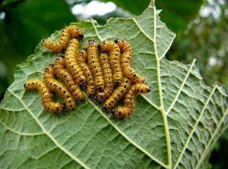 De rupsen van de wapendrager - Hamont-Achel