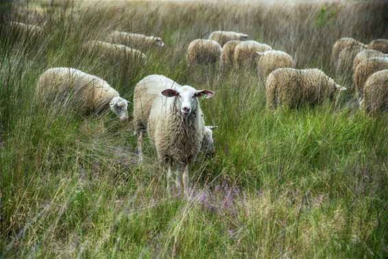 De schapen zijn er weer - Lommel