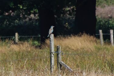 De scharrelaar komt uit Letland - Beringen