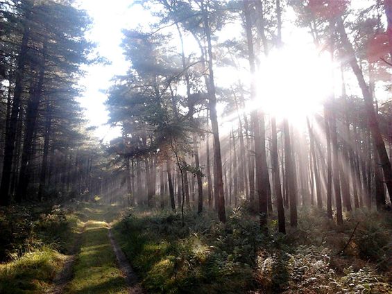 De schoonheid van het bos - Overpelt