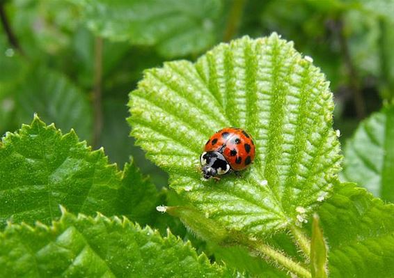 De schrik van inheemse lieveheersbeestjes - Hechtel-Eksel