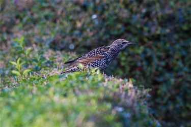 De Spreeuw (sturnus vulgaris) - Beringen