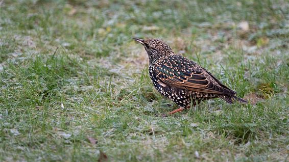 De spreeuw, van ampetanterik tot beauty - Hamont-Achel