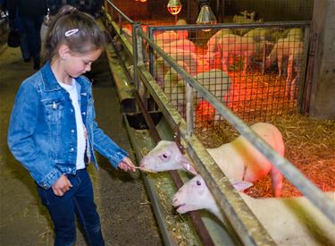 De Stalse Schans zette staldeur open - Beringen