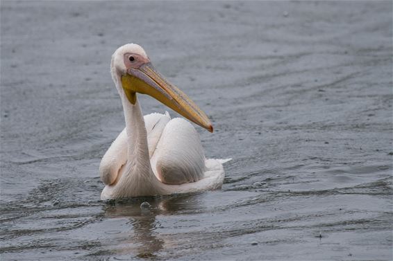 De Tervantse pelikaan (2) - Beringen