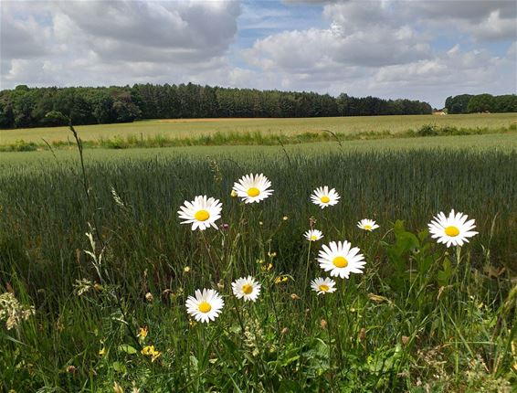 De Venusberg - Beringen