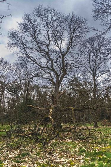 De veteraan van het Hobos - Pelt