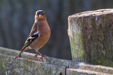 De vink (Fringilla Caelebs) - Beringen