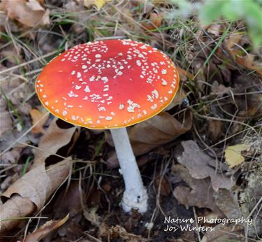 De vliegenzwam tussen Hechtel en Wijchmaal - Hechtel-Eksel