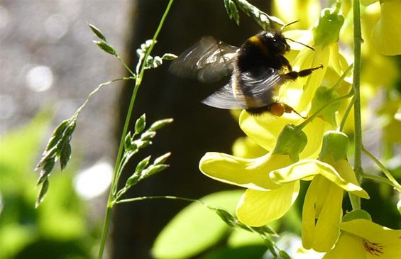 'De vlucht van de hommel' - Neerpelt