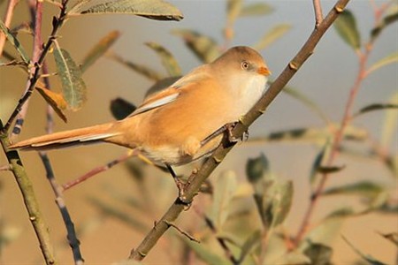 De vogeltrek houdt aan - Lommel