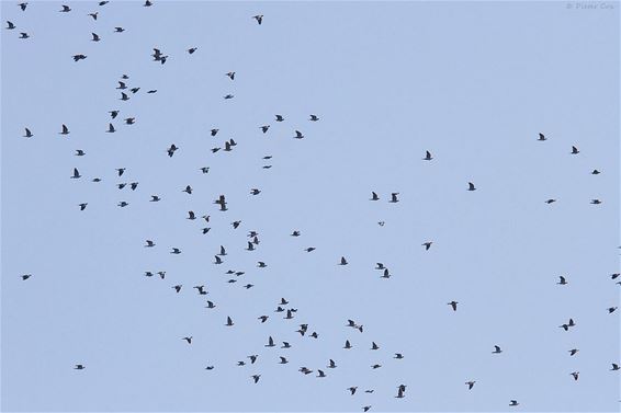 De vogeltrek is begonnen - Lommel