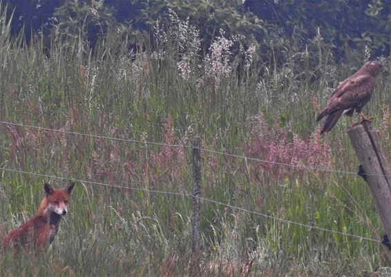 De vos en de buizerd - Neerpelt