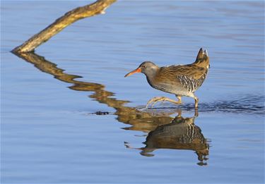 De waterral - Beringen & Leopoldsburg