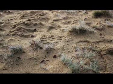 De wedergeboorte van een landduin - Hechtel-Eksel