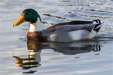 De wilde eend - Beringen