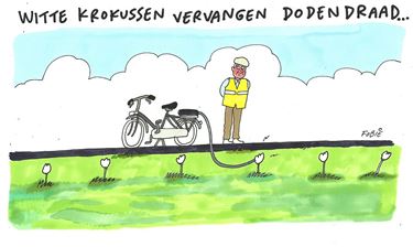 De witte krokussen laten zich zien