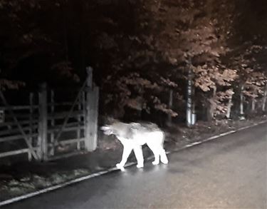 De 'wolf' van de Achelsendijk - Pelt