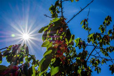 De zomer is begonnen! - Beringen & Leopoldsburg