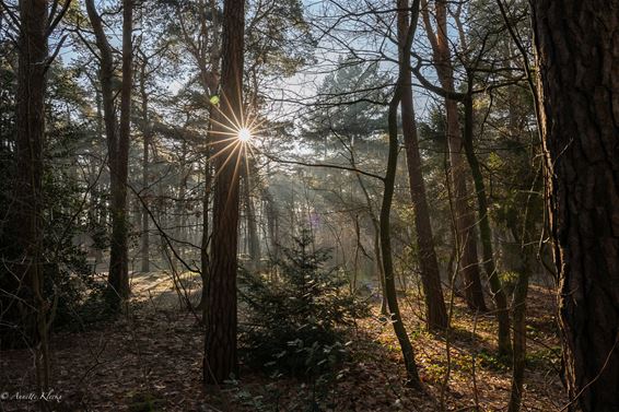 De zon in al haar glorie - Pelt