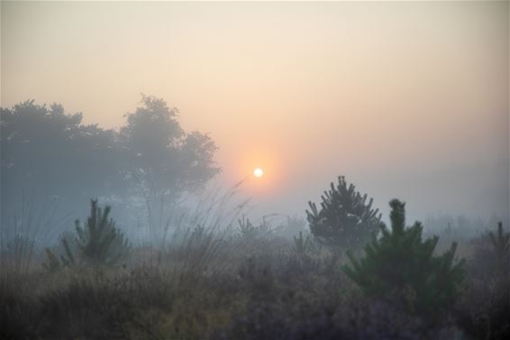 De zon komt op boven de Heuvelse Heide - Lommel