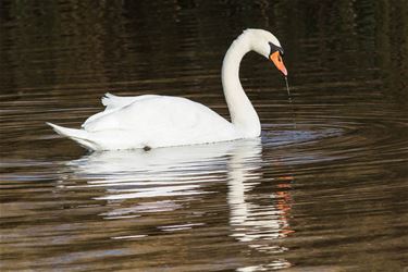 De zwaan, sierlijk mooi - Beringen