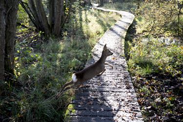 Deel je natuurwaarnemingen - Beringen