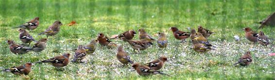 Denk aan de vogels! - Overpelt