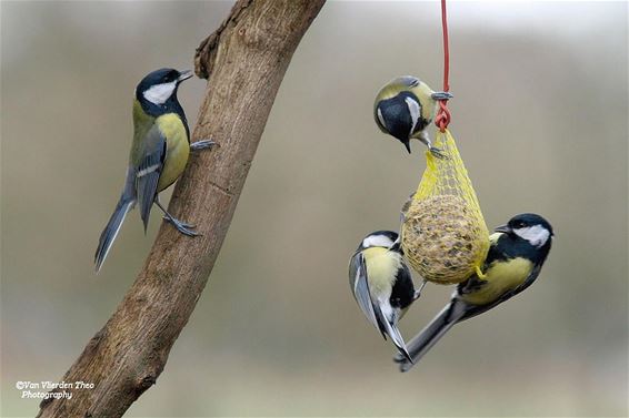 Denk aan de vogels - Hamont-Achel