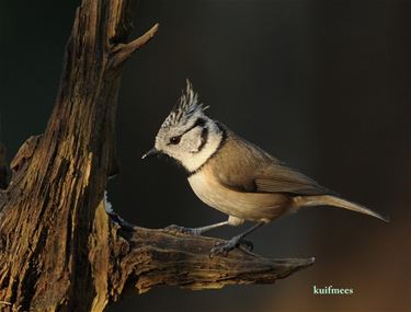 Denk aan de vogels... - Pelt