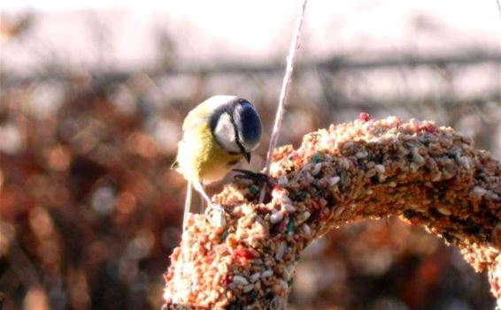 Denk aan de vogeltjes - Lommel