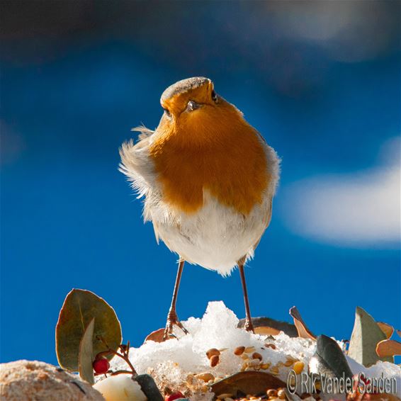 Denk je aan de vogels? - Pelt