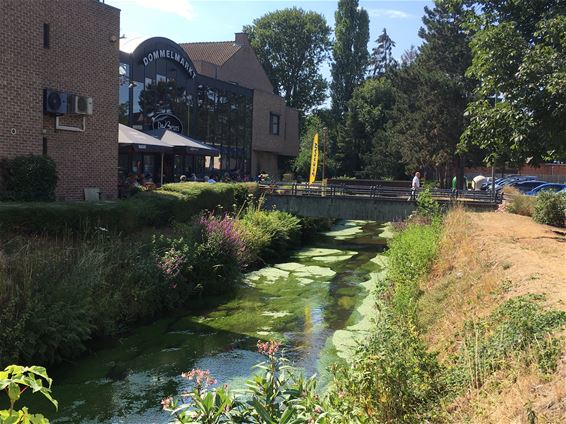 Denk mee over de Dommeloevers aan het Kerkplein - Neerpelt