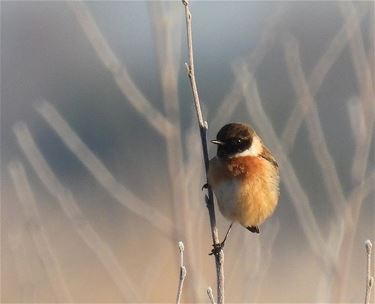 Denk ook aan de vogels!