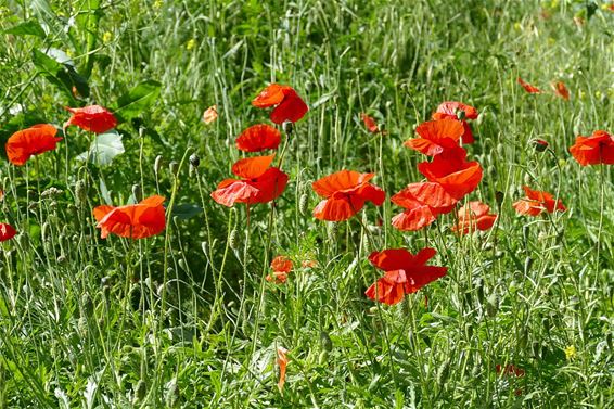 Denken aan 'In Flanders Fields' - Neerpelt