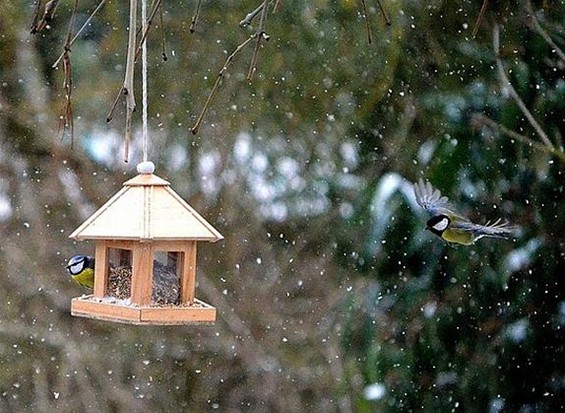 Denkt u ook aan het voederen van de vogels? - Neerpelt