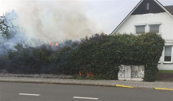 Dennen vatten vuur: brand snel geblust - Overpelt