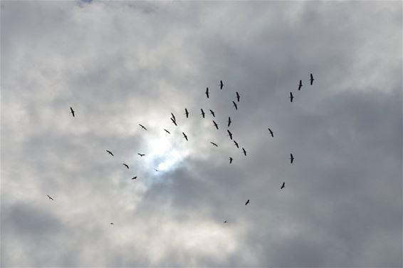 Dertigtal ooievaars boven de Zilleweg - Lommel