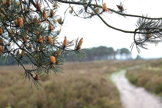 Deze morgen op de Blekerheide - Lommel